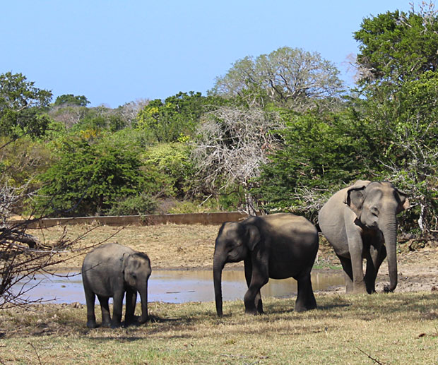 safari-in-sri-lanka-elefanti-yala-national-park