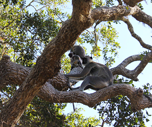 safari-in-sri-lanka-scimmie-yala-national-park