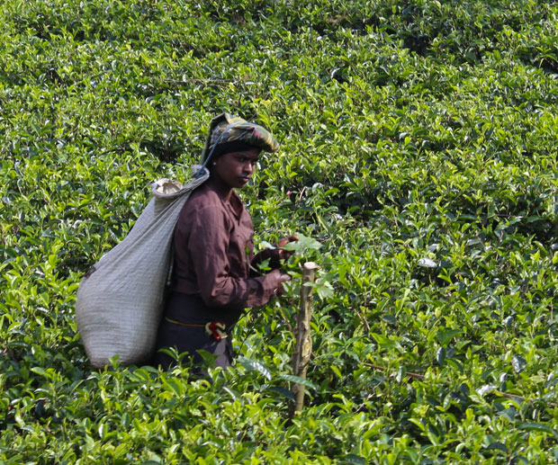 sri-lanka-hill-country-piantagioni-tea
